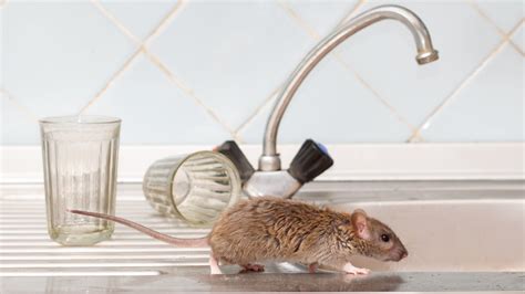 Essential Equipment and Ingredients for Mouse Warding Off Spells